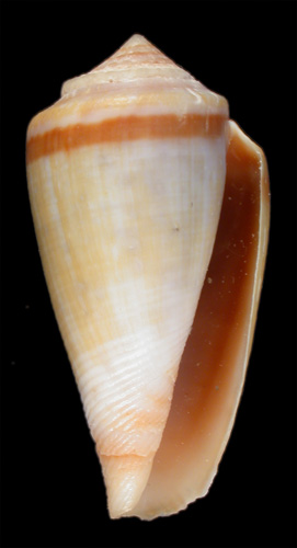 Conus algoensis agulhasi  Coomans. Moolenbeek & Wils, 1980 Primary Type Image