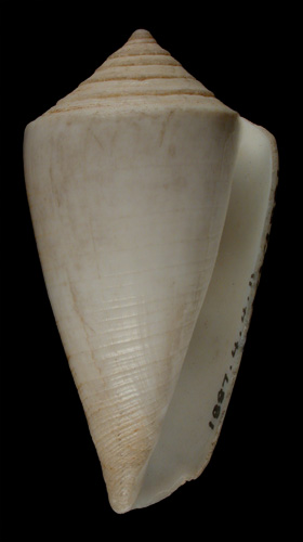 Conus akabensis  Sowerby iii, 1887 Primary Type Image