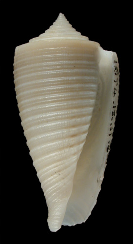 Conus alabaster  Reeve, 1849 Primary Type Image