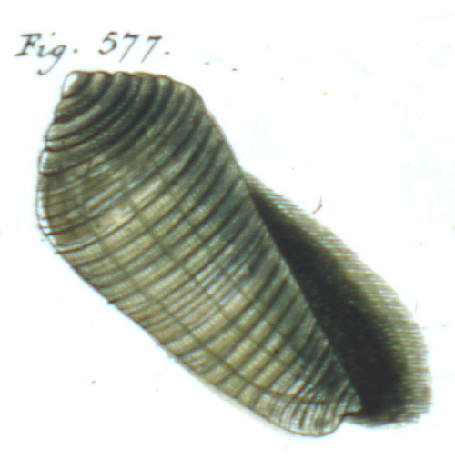 Cucullus albeolus  Röding, 1798 Representation of Lectotype Image