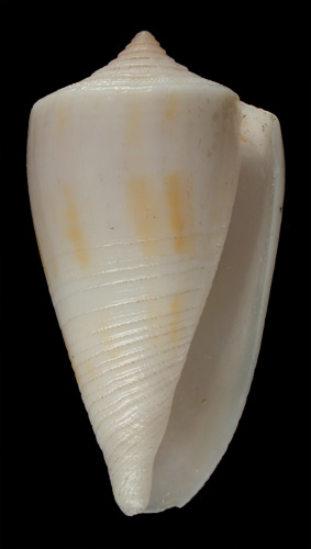 Conus albospira  Smith, E. A., 1880 Primary Type Image