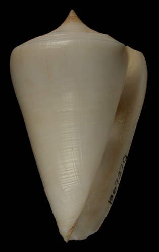 Conus albus  Shaw, 1915 Primary Type Image