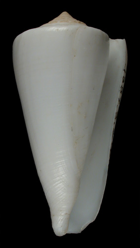 Conus albus  Sowerby iii, 1887 Primary Type Image