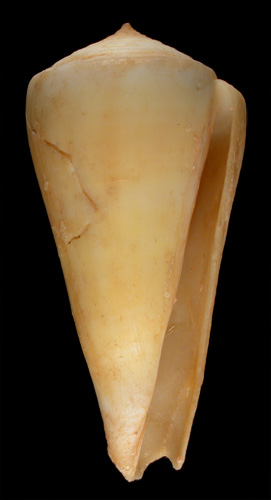 Conus alconnelli  da Motta, 1986 Primary Type Image