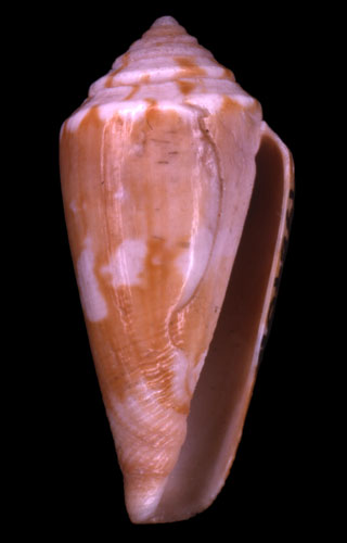 Conus algoensis  Sowerby ii, 1834 Primary Type Image