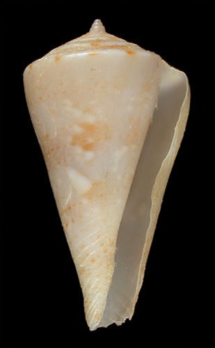 Conus alisi  Röckel, Richard & Moolenbeek, 1995 Primary Type Image