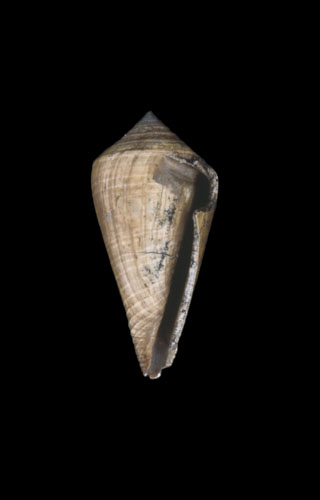 Conus (Chelyconus) altenai  Janssen, 1972 Primary Type Image