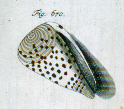 Conus alternatus  Link, 1807 Representation of Holotype Image