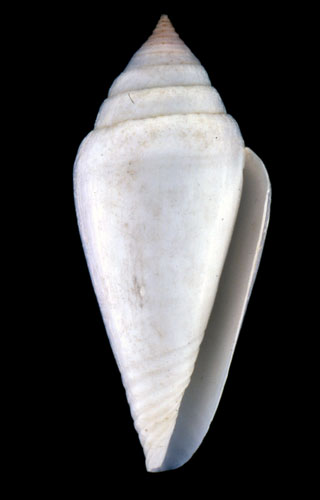 Conus altispiratus  Sowerby iii, 1873 Primary Type Image