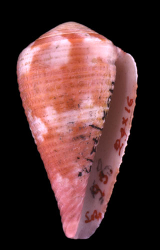 Conus amabilis  Lamarck, 1810 Primary Type Image