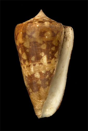 Conus ammiralis  Linnaeus, 1758 Primary Type Image