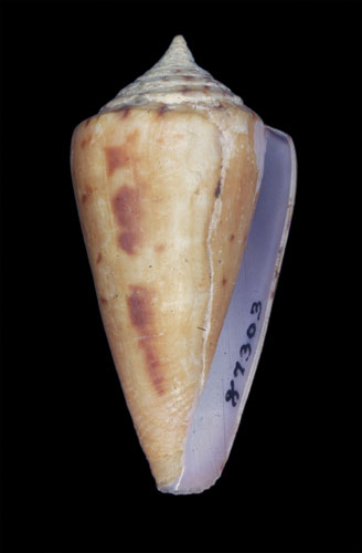 Conus amphiurgus  Dall, 1889 Primary Type Image