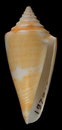 
Conus anabathrum  Crosse, 1865 Primary Type Image