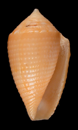 Conus anaglypticus  Crosse, 1865 Primary Type Image