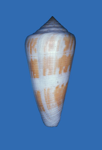 Conus anceps  A. Adams, 1854 Primary Type Image