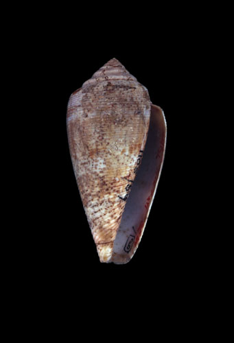 Conus anemone  Lamarck, 1810 Primary Type Image