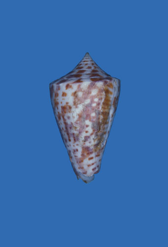 Conus angulatus  A. Adams, 1854 Primary Type Image