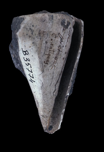 Conus antiquus  Lamarck, 1810 Primary Type Image