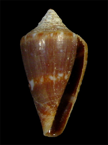 Conus antoniomonteiroi  Rolán, 1990 Primary Type Image