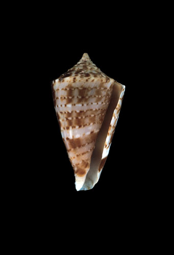 Conus aphrodite  Petuch, 1979 Primary Type Image