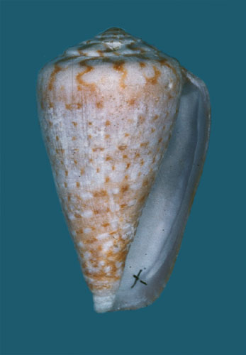 Conus aplustre  Reeve, 1843 Primary Type Image