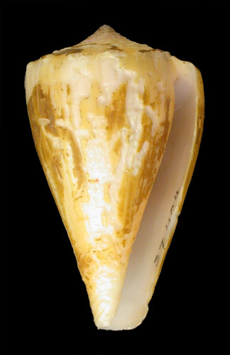 Conus princeps apogrammatus  Dall, 1910 Primary Type Image