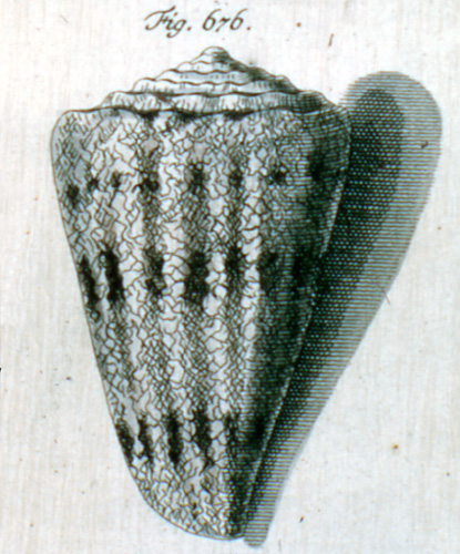 Conus araneosus  [Lightfoot], 1786 Representation of Lectotype Image