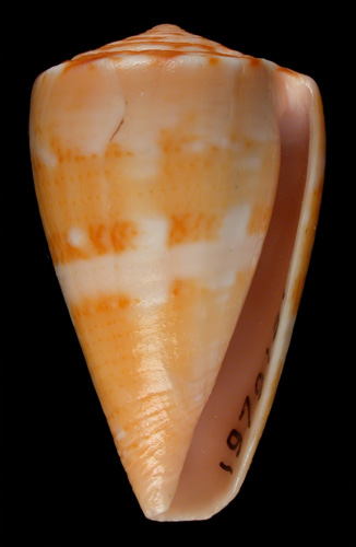 Conus archetypus  Crosse, 1865 Primary Type Image