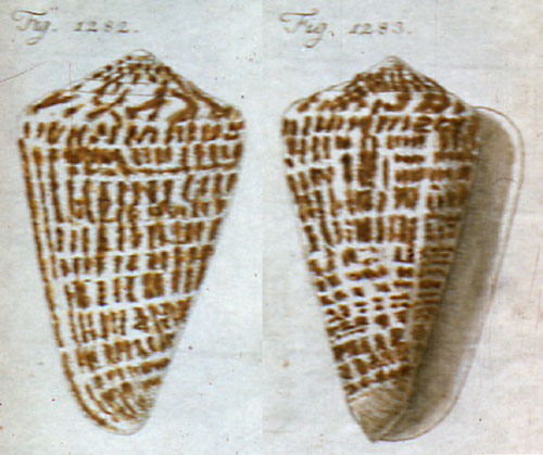 Conus archithalassius  Link, 1807 Representation of Lectotype Image