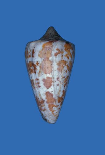 Conus archon  Broderip & Sowerby, 1833 Primary Type Image