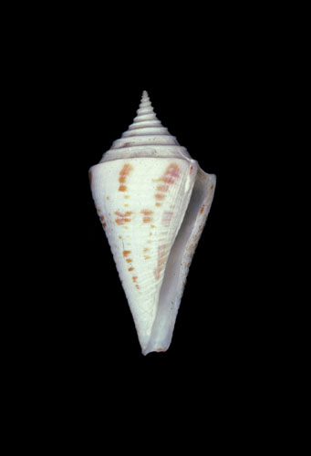 Conus arcuatus  Broderip & Sowerby, 1829 Primary Type Image