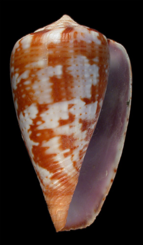 Conus ardisiaceus  Kiener, 1850 Primary Type Image