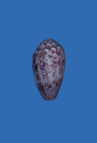 Conus arenatus  Hwass in Bruguière, 1792 Primary Type Image