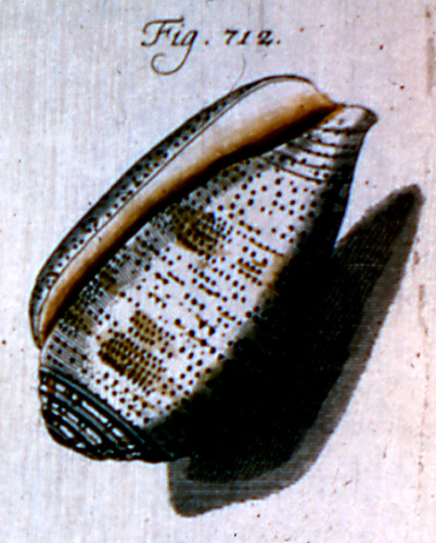 Cucullus arenatus  Röding, 1798 Representation of Lectotype Image