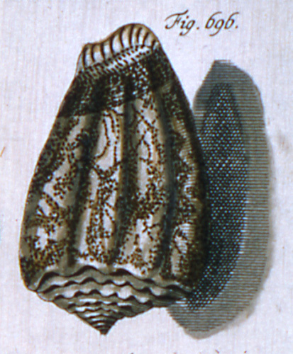 Cucullus arenosus  Röding, 1798 Representation of Lectotype Image