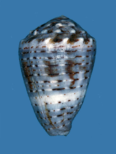 Conus aristophanes  Sowerby ii, 1857 Primary Type Image