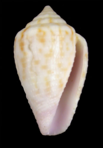 Conus armillatus  C. B. Adams, 1850 Primary Type Image