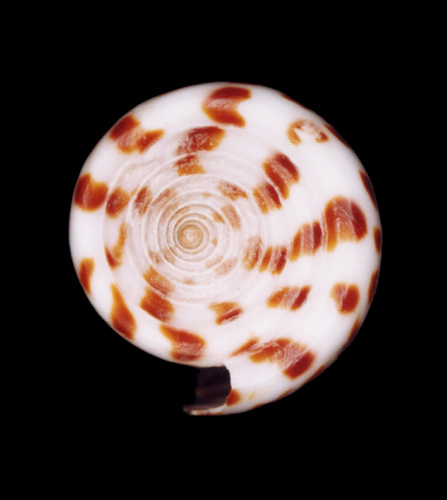 Conus spurius arubaensis  Nowell-Usticke, 1968 Primary Type Image