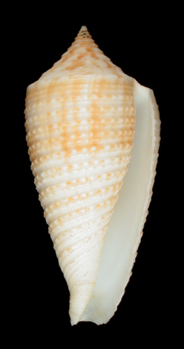 Conus asiaticus  da Motta, 1985 Primary Type Image