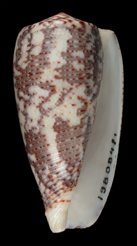 Conus assimilis  A. Adams, 1854 Primary Type Image