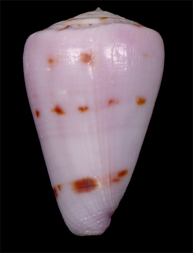 Conus atlanticoselvagem  Afonso & Tenorio, 2004 Primary Type Image