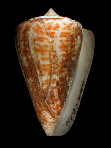 Conus spurius atlanticus  Clench, 1942 Primary Type Image