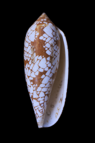 Conus aulicus  Linnaeus, 1758 Primary Type Image