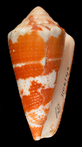 Conus aurantius  Hwass in Bruguière, 1792 Primary Type Image