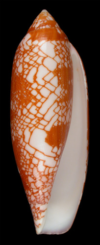 Conus auratinus  da Motta, 1982  Image