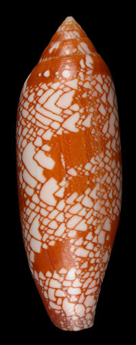 Conus auratinus  da Motta, 1982  Image