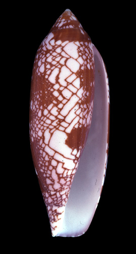 Conus auratinus  da Motta, 1982 Primary Type Image