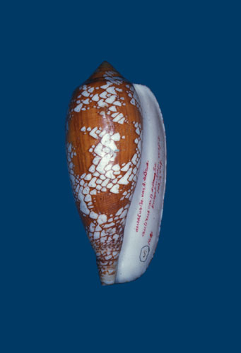 Conus auratus  Hwass in Bruguière, 1792 Primary Type Image