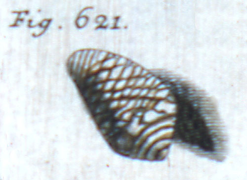 Cucullus aurelius  Röding, 1798 Representation of Lectotype Image