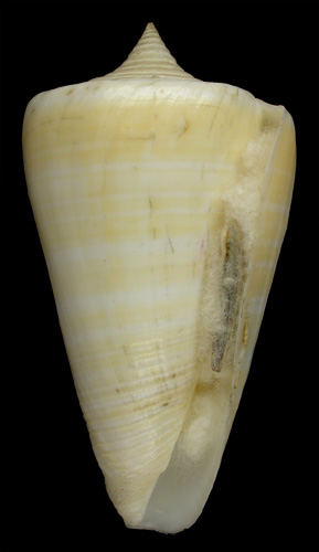 Conus spurius aureofasciatus  Rehder & Abbott, 1951 Primary Type Image